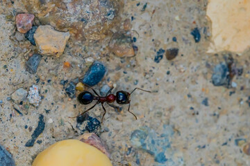 Ant Family. Ants. Macro photo. Mink in the ground. Ants are working. Production. Ants at the entrance to the termite mound. The texture of clay and small stones.