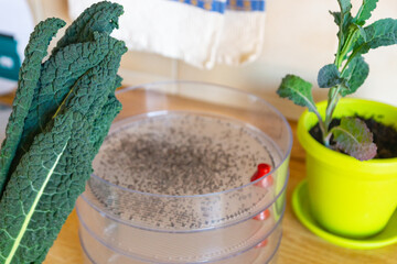 Bunch of tuscan kale leaves and kale seeds hand-harvested from plants grown in an urban environment. Germinating and growing fresh microgreens in a sprouter at home for maintaining a healthy diet.