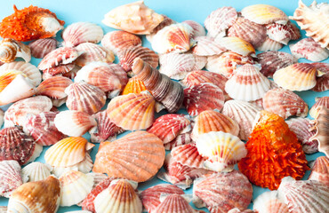 Sea background made of colored seashells. Summer time or hello summer. Creative copy space for projects and design.