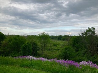 spring landscape with wildflowers