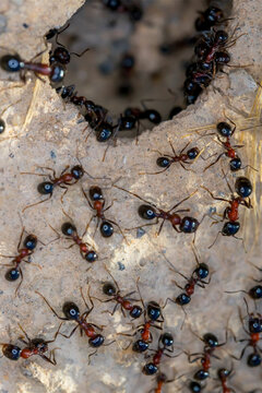 Ant Family. Ants. Macro photo. Mink in the ground. Ants are working. Production. Ants at the entrance to the termite mound. The texture of clay and small stones.