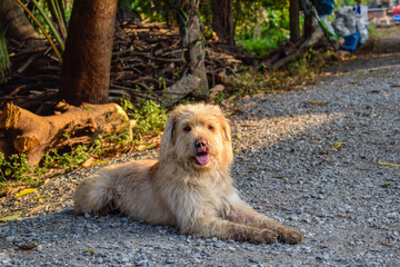 dog on the beach