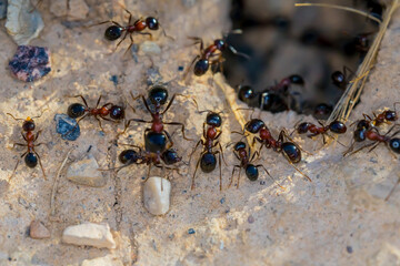 Ant Family. Ants. Macro photo. Mink in the ground. Ants are working. Production. Ants at the entrance to the termite mound. The texture of clay and small stones.