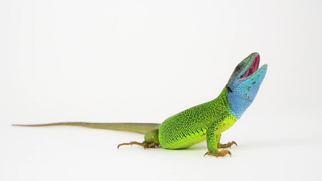 Green lizard on a white background screen.