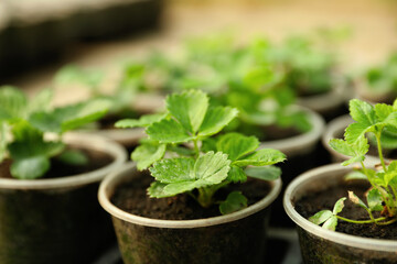 Many potted strawberry seedlings on table, closeup