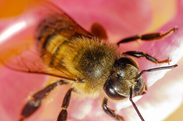 Macro details of a small bee on a rose