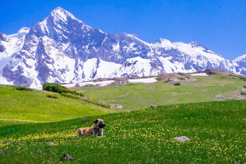 Shepherd dog in the mountains. Spring mountain landscape. Meadow with green grass and flowers. Snow on the mountain peaks. Mountain tourism. The beauty of the Tien Shan mountains. Alpine meadows.