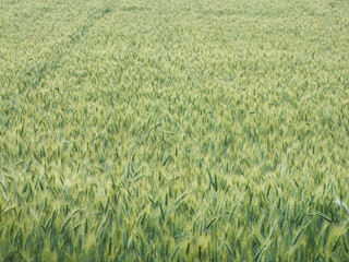 Feld 
