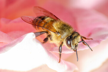 Macro details of a small bee on a rose
