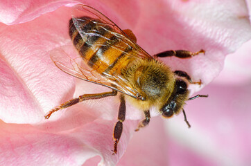 Macro details of a small bee on a rose