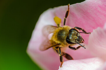 Macro details of a small bee on a rose