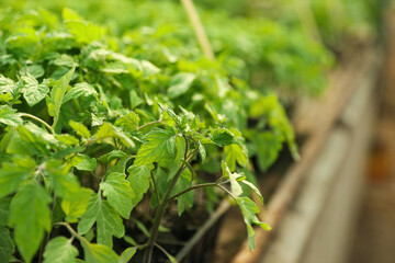 Closeup view of green tomato seedlings in greenhouse