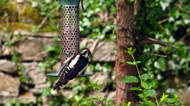 Male Great Spotted Woodpecker feeding on peanuts at the bottom of a garden bird feeder