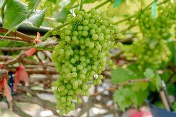 The vines are bearing many green grapes and green leaf