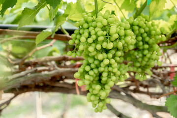 The vines are bearing many green grapes and green leaf