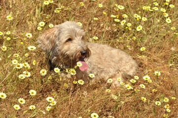 Dog among daisy flowers on sunny day