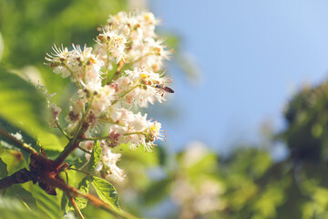 Closeup view of blossoming chestnut tree outdoors on sunny spring day