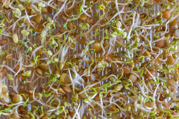 Sprouting tower tray with a mix of seeds: fenugreek, lentils, and mustard. Germinating and growing fresh microgreens at home for a healthy diet. Vitamin and mineral rich addition to everyday meals. 