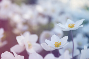 Fototapeta premium Beautiful blossoming Japanese anemone flowers outdoors on spring day