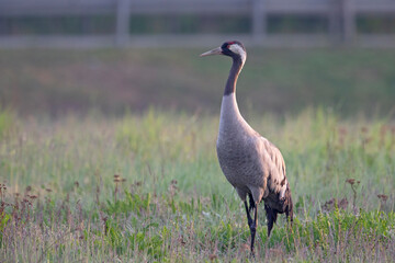 A common crane perched in a field in the morning sun in Germany