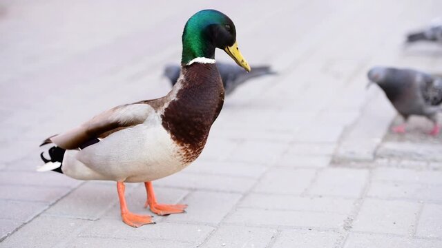  lone duck walks on the sidewalk in the city in search of food