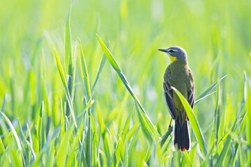  An adult skylark perched and singing in a field with green leaves.