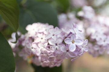 Closeup view of beautiful blossoming lilac bush outdoors