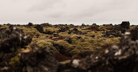 Icelandic volcanic rock landscape covered with green moss