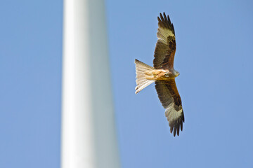 A red kite flying dangerously near the blades of a wind turbine.