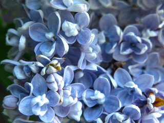 inflorescence of lilac blue on a Bush in the city in the spring macro photography