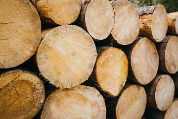 A lot of cutted logs. Wide banner or panorama wooden trunks. Closeup of logs of trees in nature
