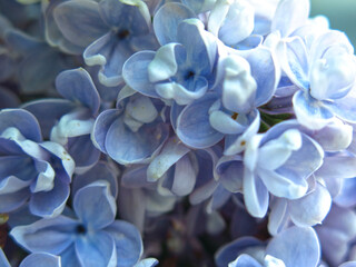 inflorescence of lilac blue on a Bush in the city in the spring macro photography