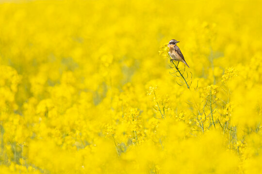 An adult winchat perched on the blossoms of a rapeseed field.