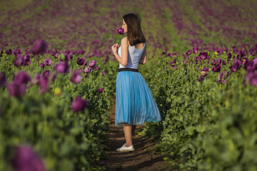 Fototapeta na wymiar Happy beautiful woman model in a blue skirt standing on a path of the blooming summer field full of purple poppy flowers 