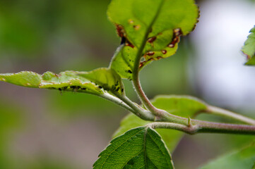 Obraz premium Aphids pests on the leaf in the home garden