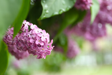 Closeup view of beautiful blossoming lilac bush outdoors
