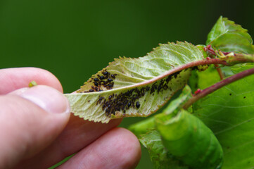 Aphids pests on the leaf in the home garden