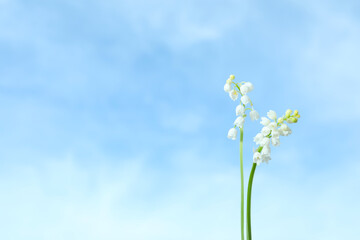 Beautiful lily of the valley flowers against blue sky, closeup. Space for text