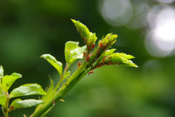 Aphids pests on the leaf in the home garden