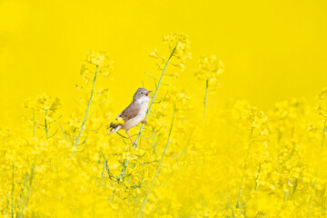 An adult common whitethroat perched and singing on the blossoms of a rapeseed field.