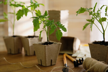 Gardening tools, rope and green tomato seedling in peat pot on wooden table