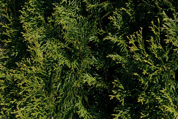 Green leaf texture background.