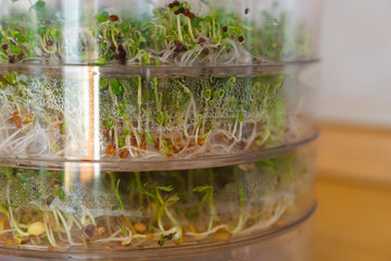Sprouting tower trays with a mix of seeds: lentils, fenugreek, mustard, kale, cress. Growing fresh microgreens in the kitchen for maintaining a healthy diet every day. Easy process of germination.