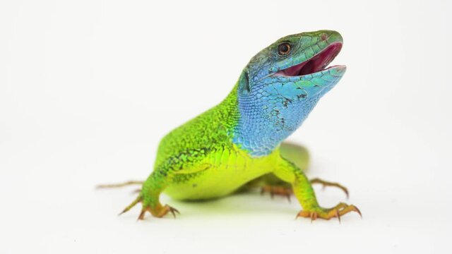Green lizard on a white background screen.