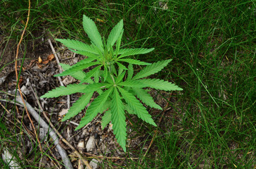 Wild marijuana