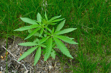 Wild marijuana