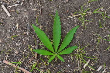 
Marijuana Leaves on the Ground