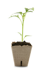 Green pepper seedling in peat pot isolated on white