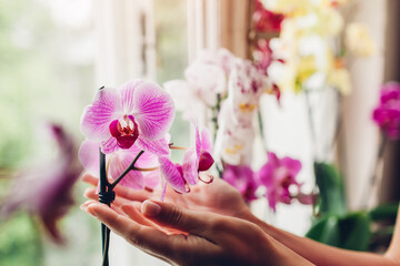Woman holding orchids flowers on window sill. Housewife taking care of many different home plants .