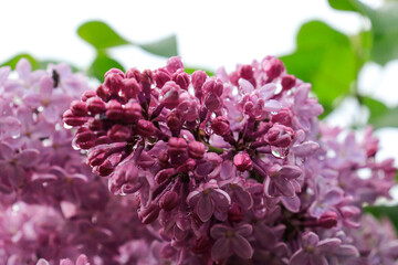 purple lilac after rain
